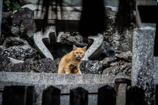 The Significance of Trap-Neuter-Return (TNR) for Feral Cats