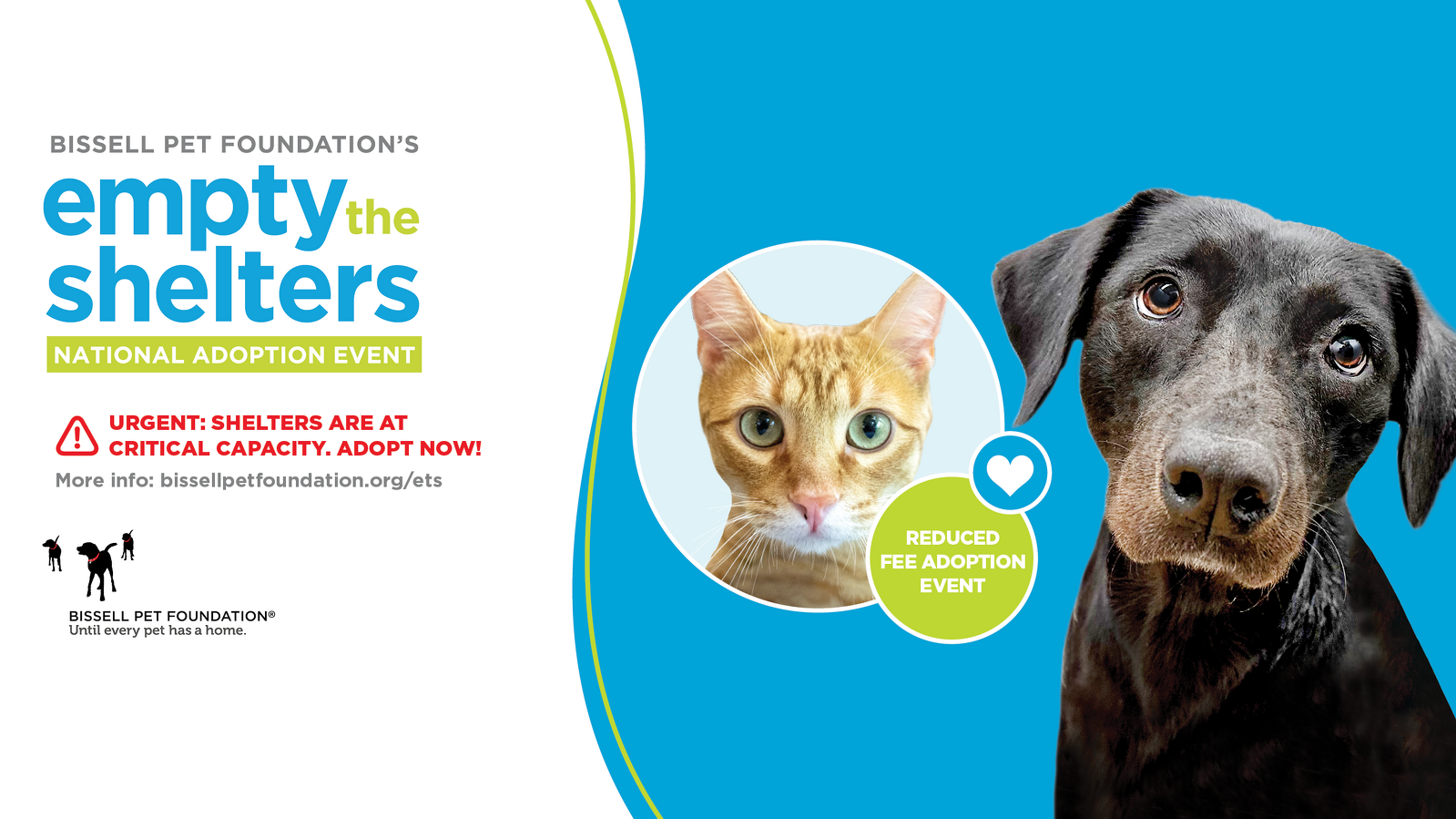 Cat Adoption Process/Fees – YOUR Humane Society SPCA