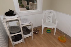 Cat Rooms