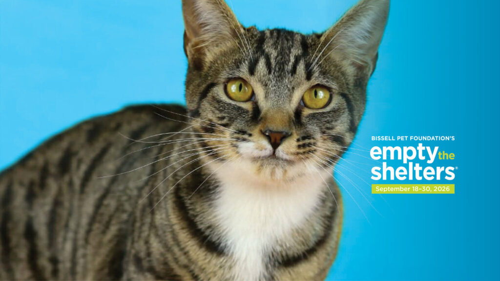 Cat against blue background