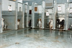 Dogs at the Schuyler County Animal Shelter in the Town of Reading