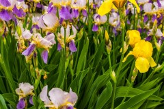 Irises in the Memoria Garden
